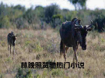 林晚照贺驰（林晚照贺驰）全文免费阅读无弹窗_林晚照贺驰最新小说_笔趣阁（林晚照贺驰）