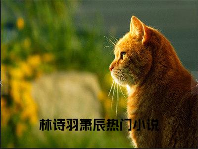 林诗羽萧辰小说讲的是什么-林诗羽萧辰精彩章节目录观看