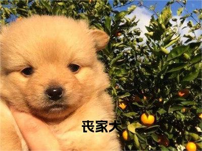 江宁周敬生丧家犬全文小说-江宁周敬生小说最新章节免费阅读