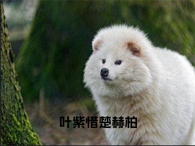 叶紫惜楚赫柏小说无广告免费阅读无删减