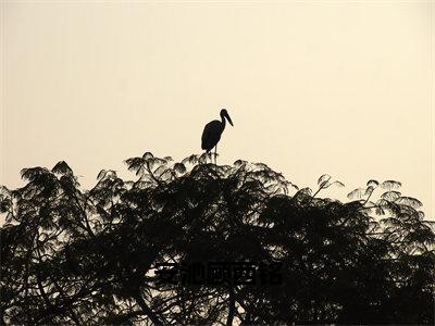 安沁顾西铭（顾西铭安沁）免费阅读最新章节无弹窗顾西铭安沁完整版小说在线阅读