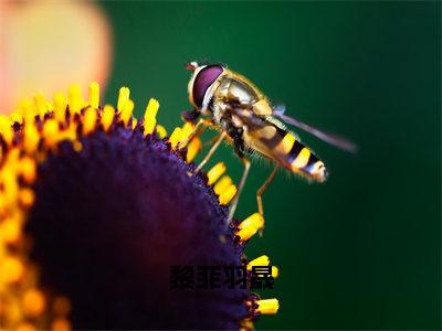 黎菲羽晟（黎菲羽晟）小说全文免费阅读-黎菲羽晟小说最新章节完整版