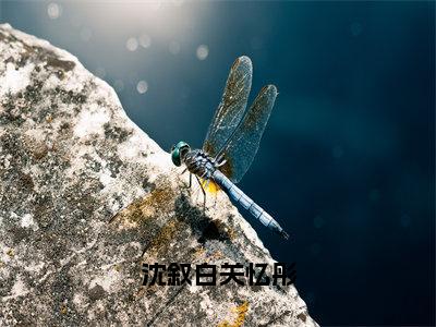 沈叙白关忆彤（关忆彤沈叙白全文免费大结局）在线阅读-关忆彤沈叙白全文无删减免费赏析