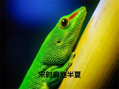 宋时晏池半夏（池半夏宋时晏）全文免费读无弹窗大结局_宋时晏池半夏免费阅读全文大结局最新章节列表