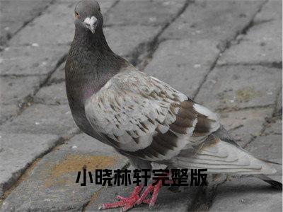 小晓林轩（小晓林轩）全文免费阅读无弹窗大结局_小晓林轩全文免费阅读（小晓林轩）最新章节列表_笔趣阁（小晓林轩）