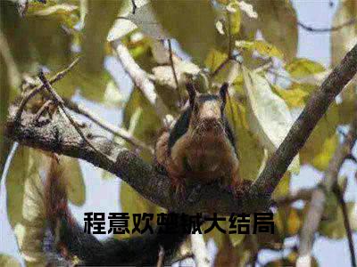 程意欢楚铖小说阅读 程意欢楚铖全文免费无广告