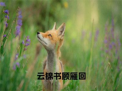 云锦书顾雁回今日阅读更新-（云锦书顾雁回）全文免费阅读-云锦书顾雁回