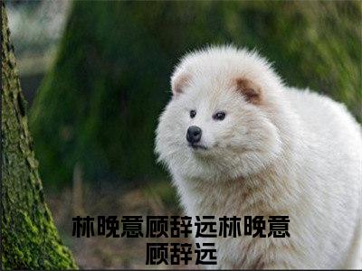 林晚意顾辞远抖音新书热荐-林晚意顾辞远全文在线赏析（林晚意顾辞远）