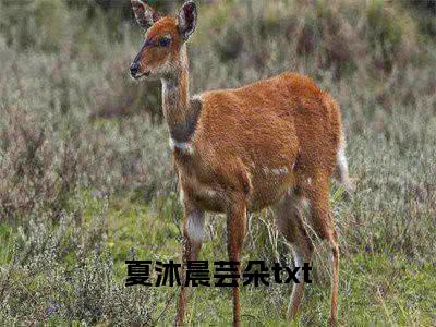 抖音新书热荐小说（夏沐晨芸朵）主角是（夏沐晨芸朵）小说免费阅读小说无弹窗阅读_笔趣阁