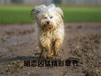 陆延费林林小说（暗恋凶猛）全章节完整版免费小说_陆延费林林最新章节在线阅读_笔趣阁