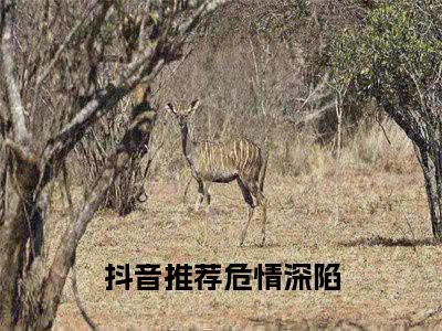 危情深陷小说（夏浅陆津城）全文免费阅读_（夏浅陆津城）危情深陷最新章节列表笔趣阁