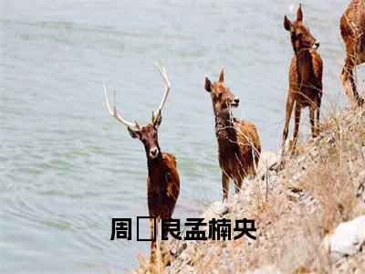 回家后又成团宠高赞小说（周璟良孟楠央）完结阅读_回家后又成团宠全文完整版免费阅读最新章节列表周璟良孟楠央（番外+免费）