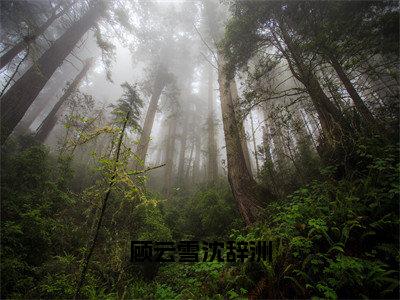 顾云雪沈辞洲免费阅读（沈辞洲顾云雪）完整版全文全章节阅读