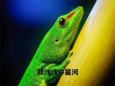 小说林浅浅许星河全文阅读-林浅浅许星河小说林浅浅许星河大结局