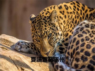 夏沫萱靳离州（靳离州夏沫萱）全章节完整版免费小说_夏沫萱靳离州最新章节在线阅读_笔趣阁