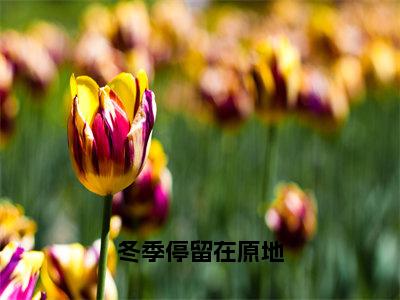 冬季停留在原地（时虞裴清宴小说）全文免费阅读无弹窗大结局_时虞裴清宴完整版小说阅读