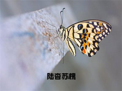 苏槐陆杳小说免费阅读无弹窗《陆杳苏槐》_陆杳苏槐全文阅读苏槐陆杳