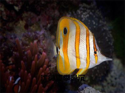 沈微夏季晏沉（沈微夏季晏沉）全文免费阅读_（沈微夏季晏沉）沈微夏季晏沉最新章节小说免费阅读_笔趣阁