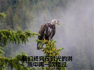 我们终究在时光的洪流中再一次错过（苏向晚江崇年）最新免费阅读-我们终究在时光的洪流中再一次错过小说在线阅读