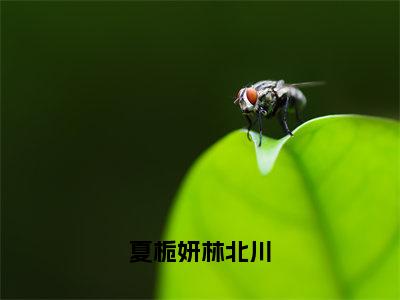 林北川夏栀妍免费小说-夏栀妍林北川小说完整版阅读