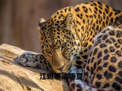 热门小说沈栀夏江烬寒全文免费阅读无弹窗大结局-江烬寒沈栀夏全文无弹窗免费阅读大结局