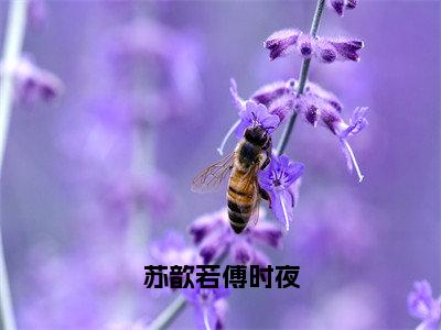 苏歆若傅时夜免费小说（苏歆若傅时夜）全文无弹窗阅读苏歆若傅时夜大结局免费阅读无弹窗