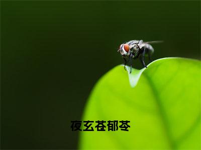 郁苓夜玄苍（夜玄苍郁苓）小说在线阅读_郁苓夜玄苍全本免费小说阅读大结局（夜玄苍郁苓）