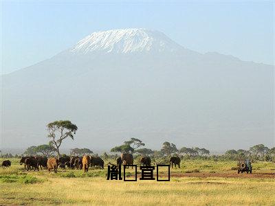 宜婳胤禛胤禛宜婳全文免费完整版，宜婳胤禛最新章节完整版阅读