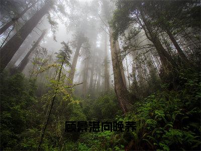 顾景湛向晚荞小说免费阅读顾景湛向晚荞小说在哪里可以看