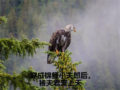 穿成锦鲤小夫郎后，被夫君宠上天（杨冬湖）全章节完整版免费小说_穿成锦鲤小夫郎后，被夫君宠上天最新章节在线阅读_笔趣阁