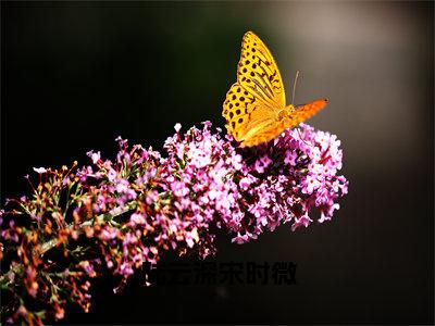 宋时微陆云深小说（陆云深宋时微）免费阅读-陆云深宋时微（宋时微陆云深）全章节最新阅读