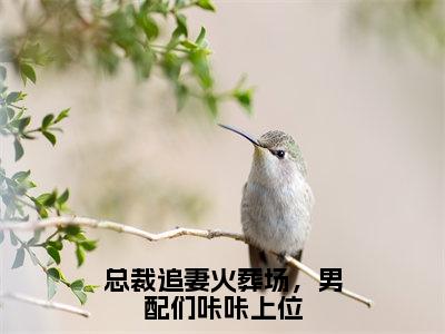 斐南音小说（总裁追妻火葬场，男配们咔咔上位）完整版大结局-总裁追妻火葬场，男配们咔咔上位小说免费阅读