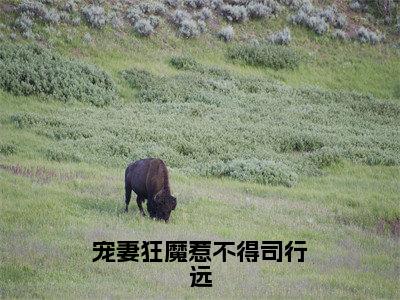 司行远（宠妻狂魔惹不得司行远小说）全文免费阅读无弹窗大结局_（司行远）宠妻狂魔惹不得司行远小说最新章节列表