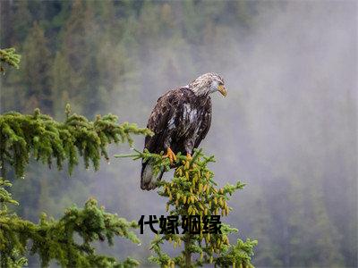 小说代嫁姻缘全文免费阅读无弹窗大结局_（婉宁张青竹）全文在线阅读