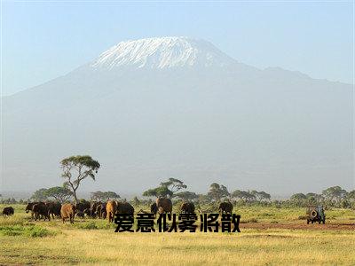 爱意似雾将散（苏瑾月程星河）全文免费阅读无弹窗_爱意似雾将散小说免费阅读_笔趣阁