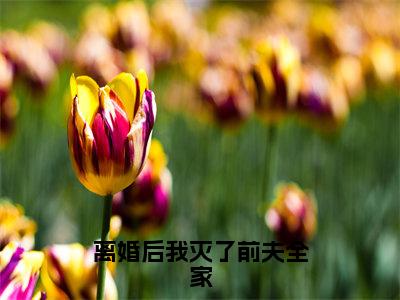 林韵瑶洛逸宸人气小说离婚后我灭了前夫全家创在线阅读-正版小说《离婚后我灭了前夫全家》林韵瑶洛逸宸全文阅读