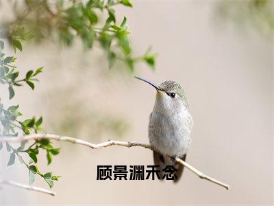 顾景渊禾念小说（禾念顾景渊）全文免费阅读无弹窗大结局_禾念顾景渊小说最新章节列表_笔趣阁