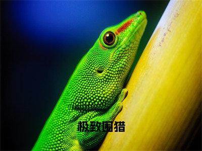 沈则肆夏歆程极致围猎小说全文免费阅读_沈则肆夏歆程（极致围猎）最新章节列表笔趣阁