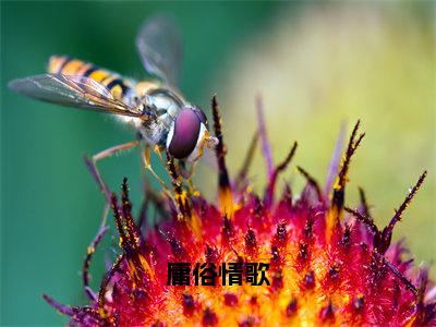 （免费）+（全文）庸俗情歌（虞遥周淮墨）免费阅读最新章节无弹窗虞遥周淮墨完整版小说在线阅读