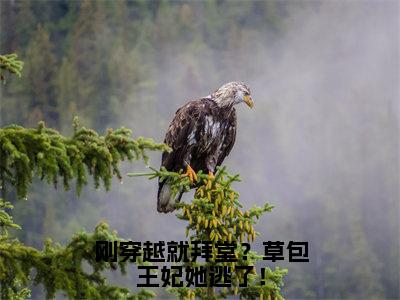 刚穿越就拜堂？草包王妃她逃了！（孟沐曦）全文免费阅读无弹窗大结局_（孟沐曦）孟沐曦最新章节列表