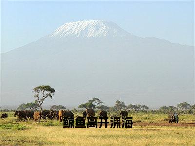 后续+免费鲸鱼离开深海（夏思妍）全文小说在线阅读-鲸鱼离开深海全章节最新阅读