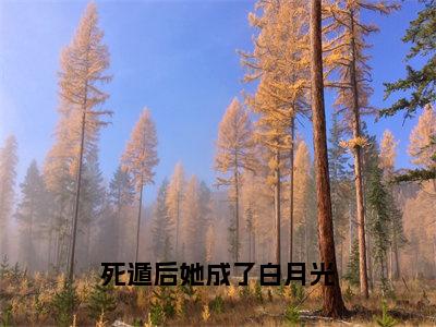 死遁后她成了白月光（傅纪淮宋迦凝）全文免费阅读无弹窗大结局_傅纪淮宋迦凝最新章节列表