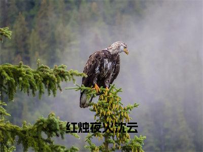 小说红烛夜火沈云（沈云小说免费阅读）完结阅读_红烛夜火沈云全文免费阅读最新章节大结局