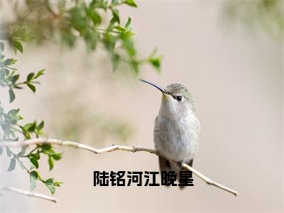 陆铭河江晚星免费阅读江晚星陆铭河最新章节目录